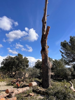 abattage et enlèvement d'arbres