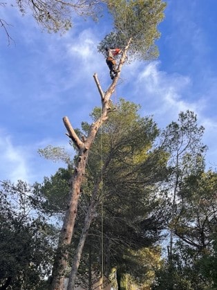 Travail d’élagage en hauteur avec harnais de sécurité