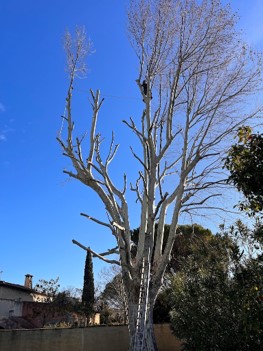 Découpe de branches à la tronçonneuse