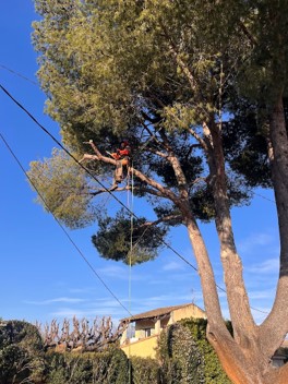 Entretien d’un arbre pour sécuriser un jardin privé