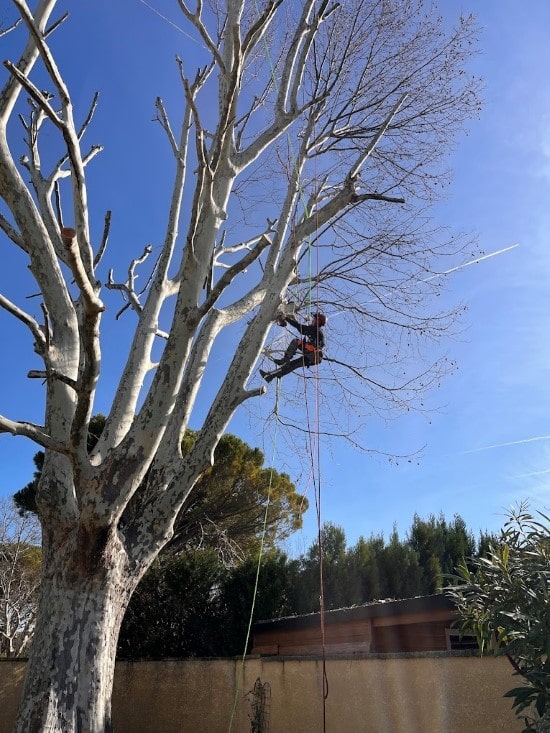 cano elagueur