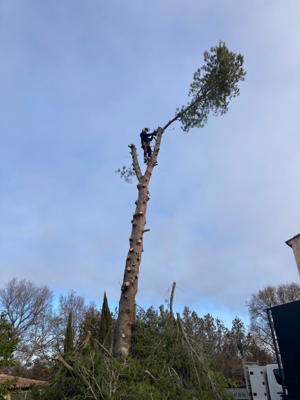 abattage d'arbres
