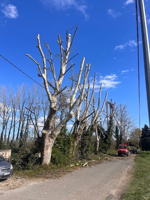 Coupes de branches mortes sur un arbre feuillu