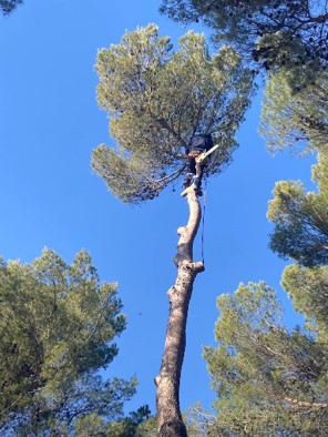 elagueur grimpeur Cano