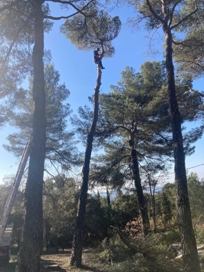 élagage grand arbre