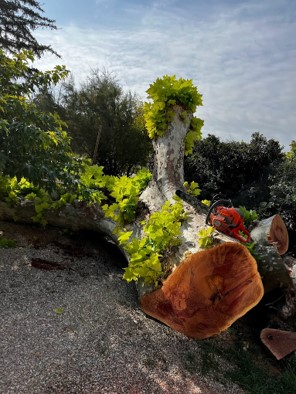 arbres tombés
