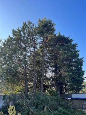 élagage de sapins