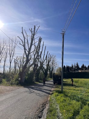 élagage espace vert
