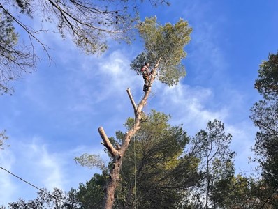 élagage d'arbres dangereux