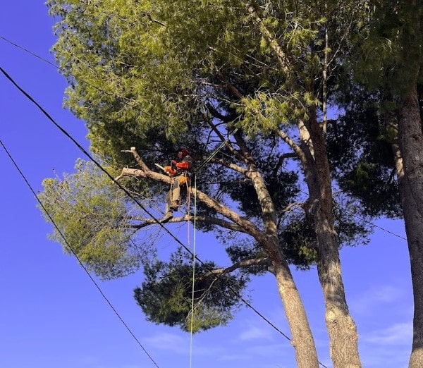 elagueur Cano