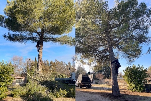 Avant et après élagage d’un arbre encombrant