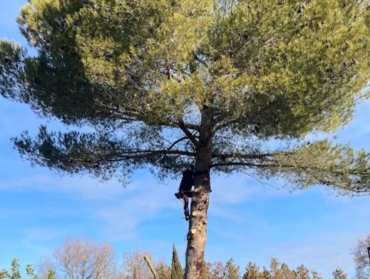 entretien d'arbres