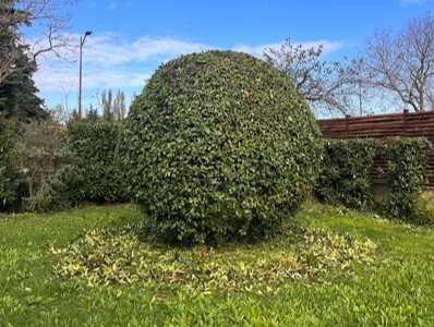 taille d'arbuste