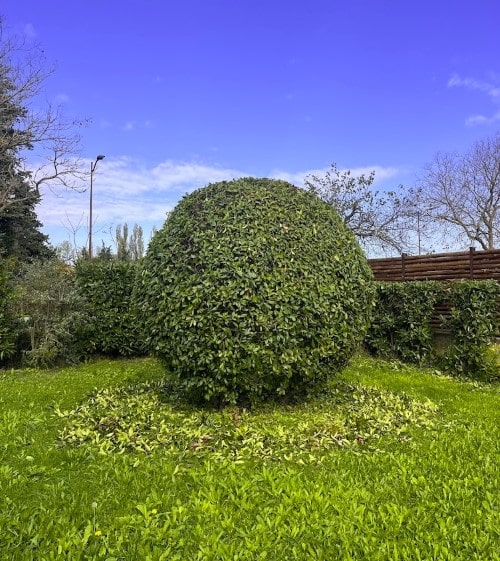 taille d'arbuste rond